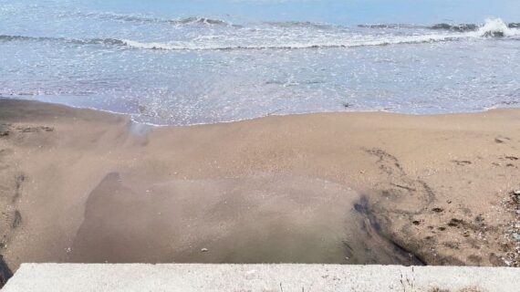 Karadeniz’de deniz salyası görüldü