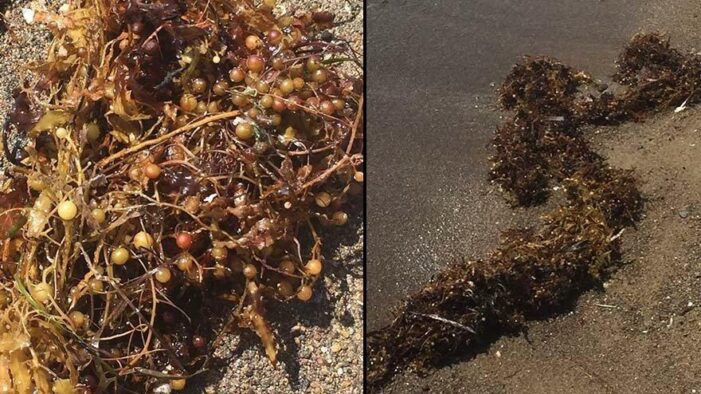 Dikili kıyılarında görünen “Sargassum”