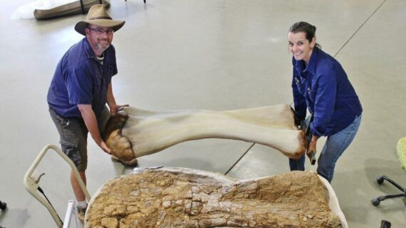 Avustralya’da kıtanın en büyük dinozoru bulundu