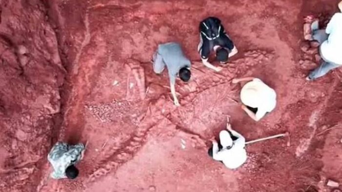 180 milyon yıl öncesine ait dinozor iskelet bulundu