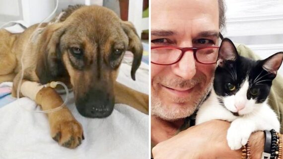 Hayvanlara yönelik şiddet ve öldürme olaylarına tepki!..