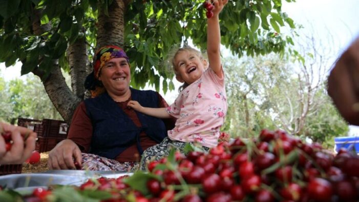 Gaziantep’te kiraz hasadı başladı