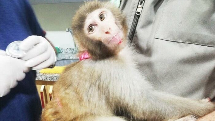 İnşaatta 8 aylık “örümcek maymunu” bulundu