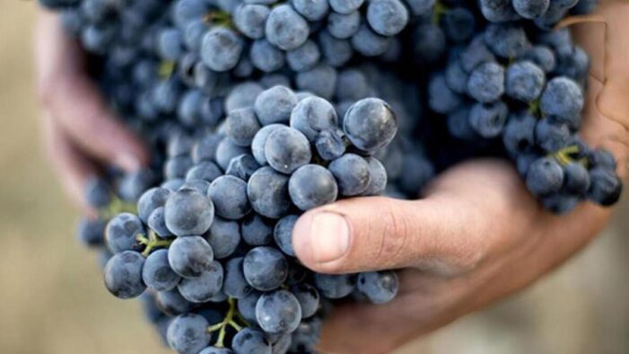 “Spil karası” üzümünde yılın ilk hasadı gerçekleşti