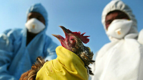 Çin’de bu kez Kuş gribi H10N3 türü tespit edildi