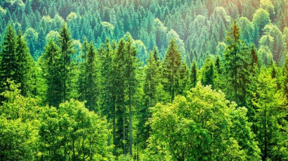 Avrupa Yeşil Anlaşması: 2030 yılına kadar 3 milyar ek ağaç dikilecek Avrupa Yeşil Anlaşması: 2030 yılına kadar 3 milyar ek ağaç dikilecek