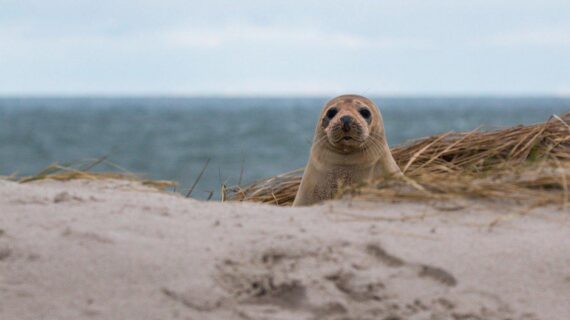 Akdeniz Foku Kostis vahşice öldürüldü Akdeniz Foku Kostis vahşice öldürüldü