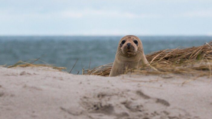 Akdeniz Foku Kostis vahşice öldürüldü