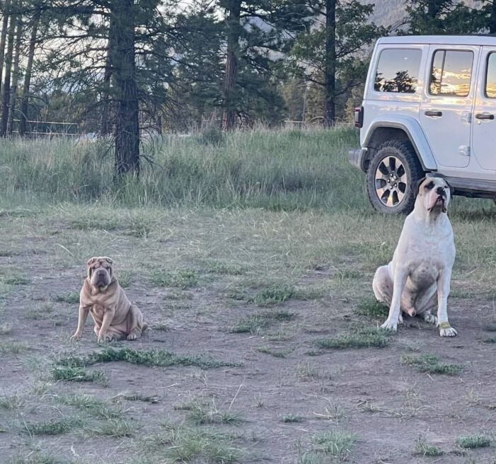 Köpeğinizi çalana ne yaparsınız?..