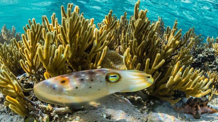 Mürekkep balıklarının büyüleyici dünyası…