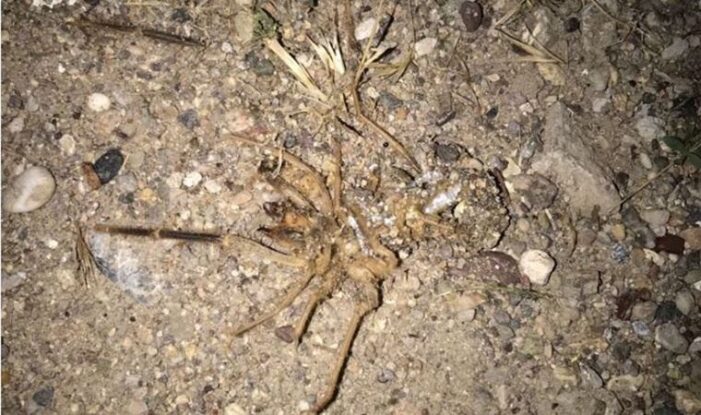 ‘Sarıkız örümceği’ halkı tedirgin etti