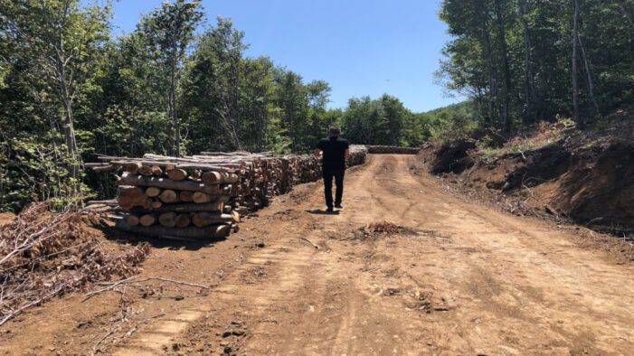 “Ağaçlar biyokütle enerji santrallerinde kullanılmak üzere kesiliyor”