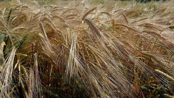 Genç ziraat mühendislerinden kuraklığa dayanıklı arpa!..