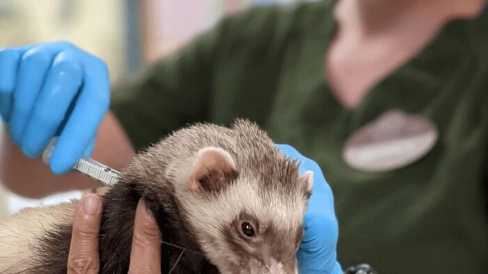 Amerika’da hayvanlar için de aşılama başladı