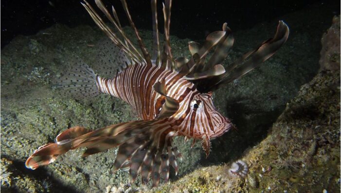 Dünyanın en kötü 100 istilacı yabancı türünden 14’ünün Türkiye’de bulunduğu bildirildi