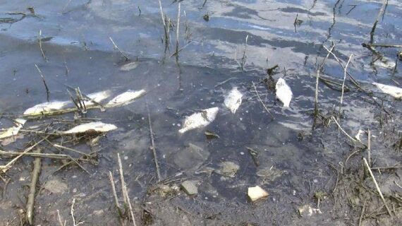 Alibeyköy Barajı’nda onlarca ölü balık kıyıya vurdu