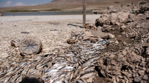 Kuraklık barajdaki balıkların ölümüne neden oldu
