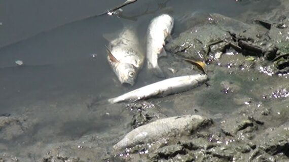 Karakaya Barajı’nda yaşanan balık ölümleri vatandaşları tedirgin etti
