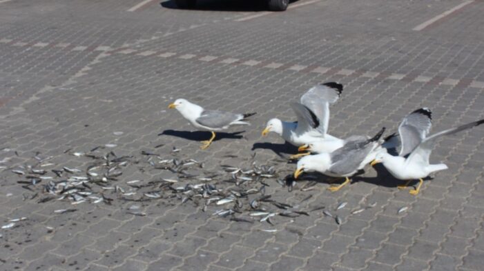 Müsilaj balığa olan talebi düşürdü