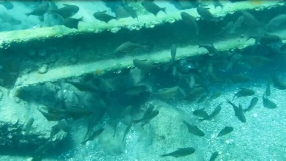 Akdeniz’e göç eden balık türü sayısı 65’e yükseldi