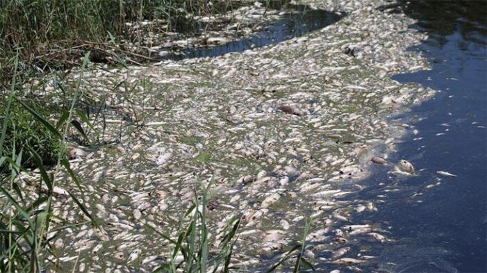 Her geçen gün artan balık ölümleri tedirgin ediyor