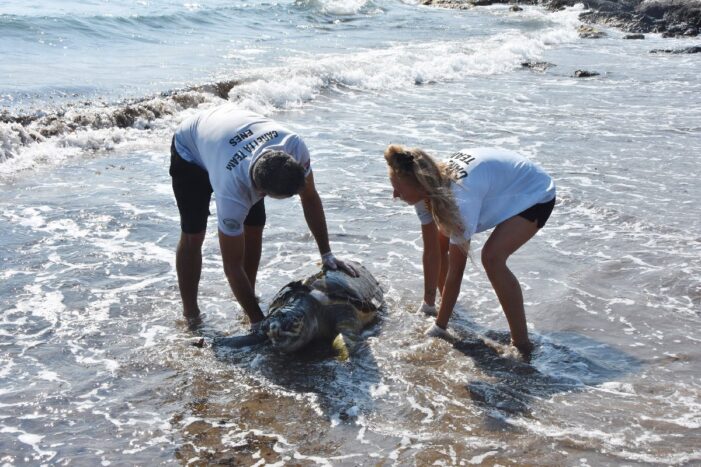 Yeşil deniz kaplumbağasının denizde ölüsü bulundu!..