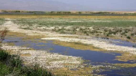 Türkiye’nin 12. büyük gölü Eber  kirlilik ve kuraklık nedeniyle kurudu