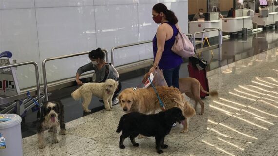 İstanbul Havalimanı evcil hayvan odasını hizmete sunuyor