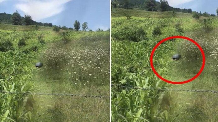 Tarlada köpeğe cinsel istismar!..