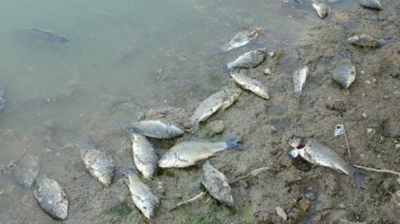Manavgat’ta çamura dönen göletlerde balık ölümleri yaşanıyor
