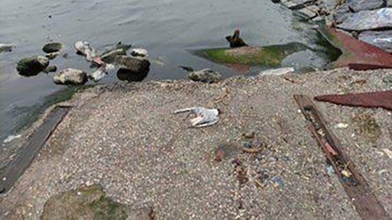 Balık ölümlerinin ardından martı ölümleri gerçekleşti