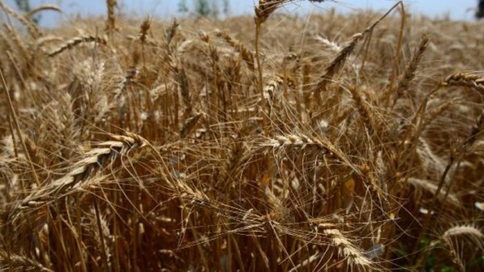 Buğday fiyatlarındaki yükseliş devam ediyor