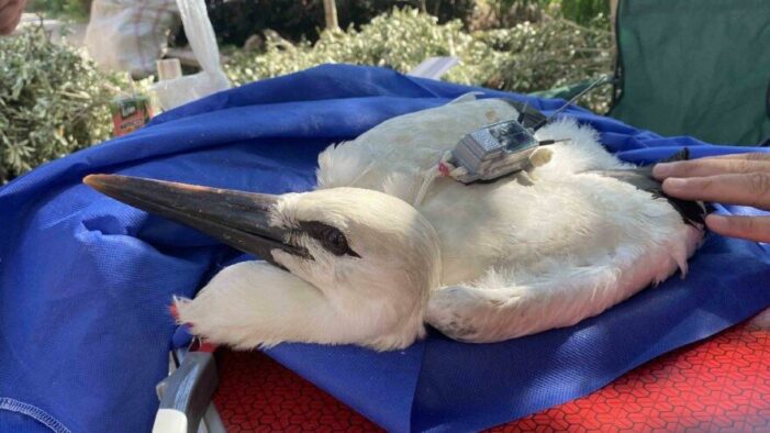 Yavru leylek sinyali Ürdün’den verdi