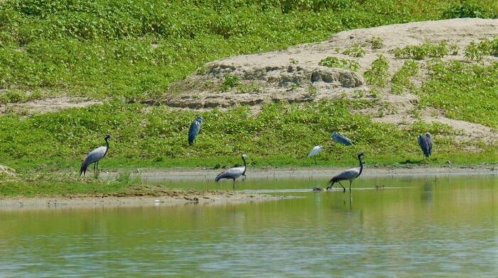 Ak pelikanlar Afrika kıtasına yapacakları göçe hazırlanıyor