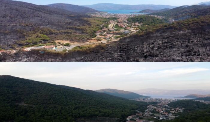 Ormanlık alanın öncesi ve sonrası görenlerin yüreğini yaktı