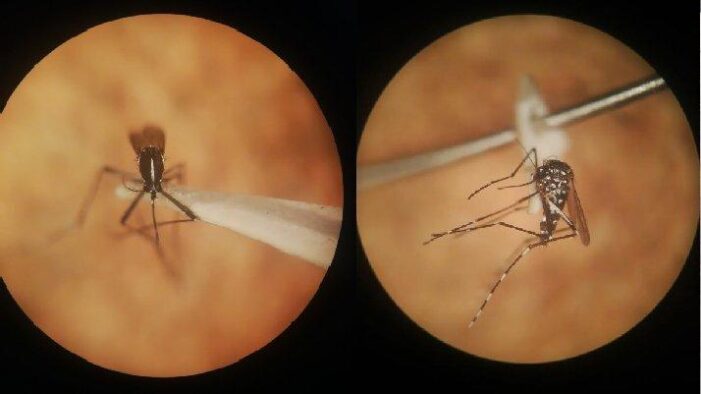 Sarıhumma karaciğer ve beyni vuruyor!..