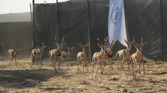 “gazella gazella” türü 40 ceylan Cudi Dağı’na bırakıldı