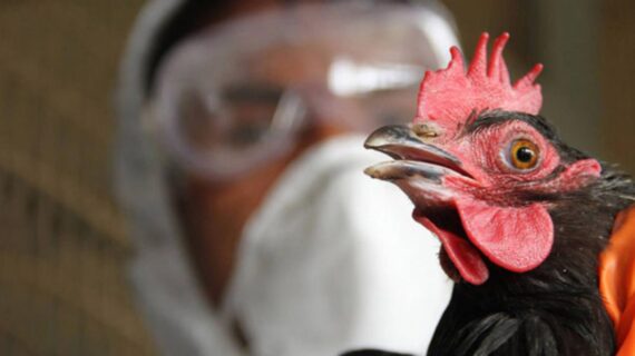 Bilim insanlarından uyarı!.. Kuş gribi virüsleri mutasyona uğradı