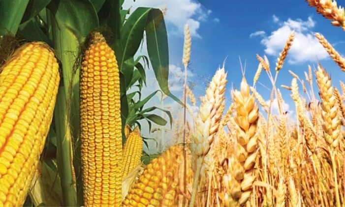 Buğday fiyatları yükselişte