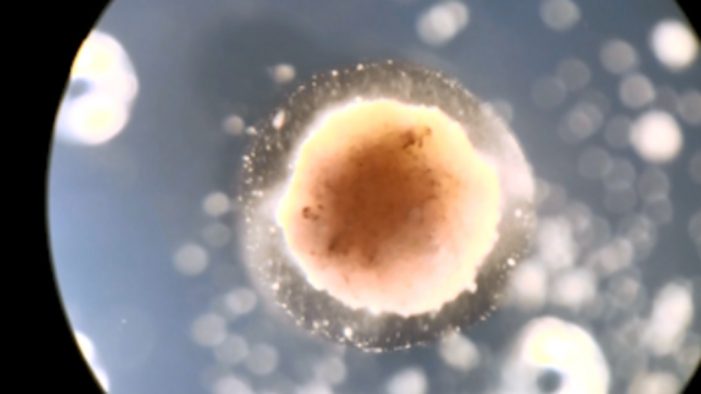 Dünyanın ilk canlı robotu!..