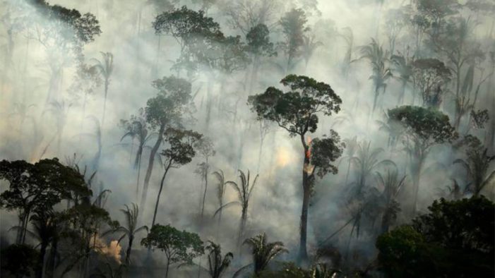 Amazon ormanlarının katliamında dev markaların parmağı var