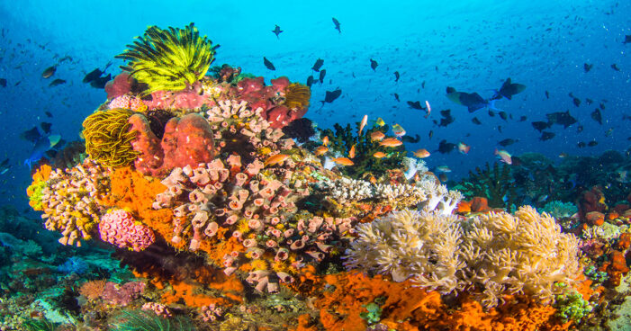 Hint Okyanusu’nun mercan resifleri çökme riski altında