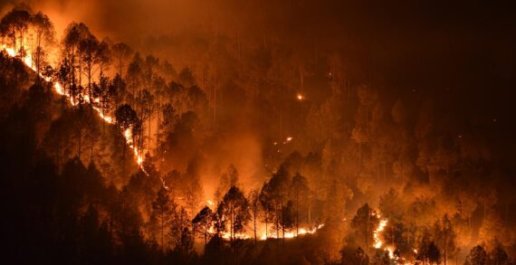 Türkiye’deki orman yangınları aşırı düzeyde emisyon üretti