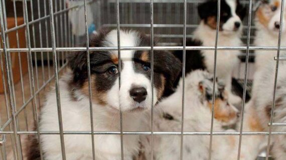 Pet shoplarda hayvan satışı sona eriyor
