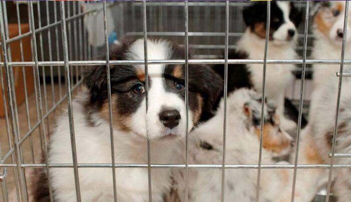 Pet shoplarda hayvan satışı sona eriyor