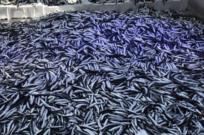 Karadeniz’de bu sezon hamsi erken tükendi