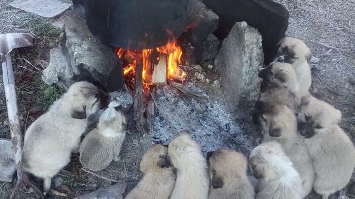 Lessi’nin 10 yavrusunun ısınma keyfi