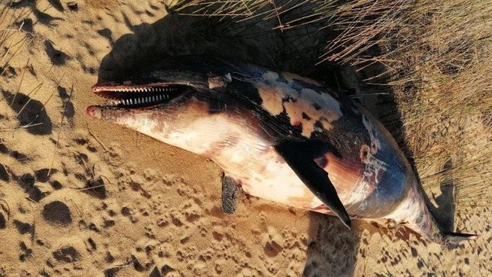 Tüfekle öldürülmüş bir yunus karaya vurdu