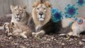 Hayvanat bahçesinde bakıcılardan aslanlara corona bulaştı