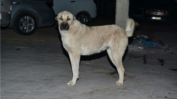 Vatandaşlara saldıran köpek kuduz çıktı..